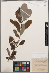 Foto von Salix cinerea L.